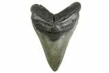 Fossil Megalodon Tooth - South Carolina #352202-1